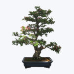 Phyteuma spicatum