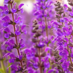 Salvia