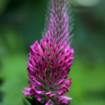Trifolium rubens